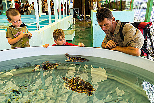 父亲,两个,儿子,看,三个,孩子,海龟,圣文森,格林纳丁斯群岛