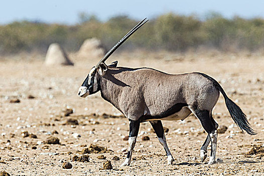 南非大羚羊,埃托沙国家公园,纳米比亚,非洲