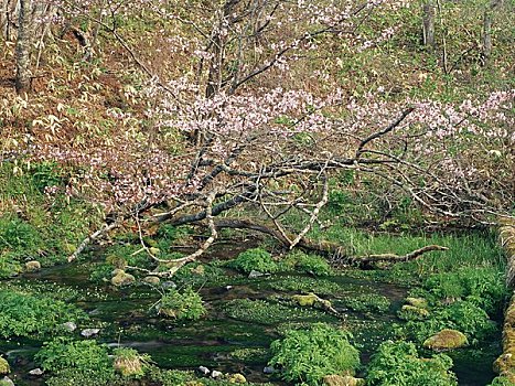 河,樱花