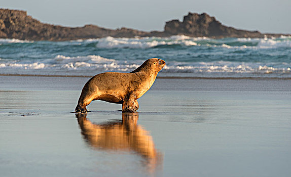 新西兰海狮,跑,海滩,湾,奥塔哥,半岛,南岛,新西兰,大洋洲