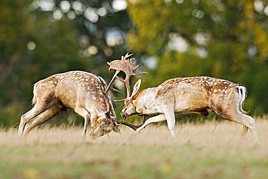 鹿,两个,争斗,发情,季节,公园,英格兰,英国,欧洲