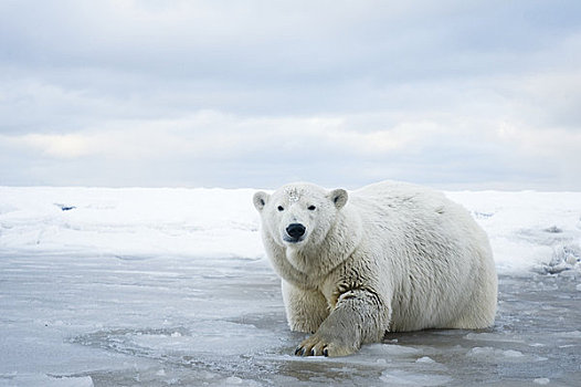 好奇,母熊,北极熊,水,冰冻,向上,区域,北极圈,国家野生动植物保护区,阿拉斯加