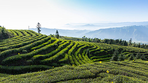 四川宜宾屏山蜿蜒茶山自然风光