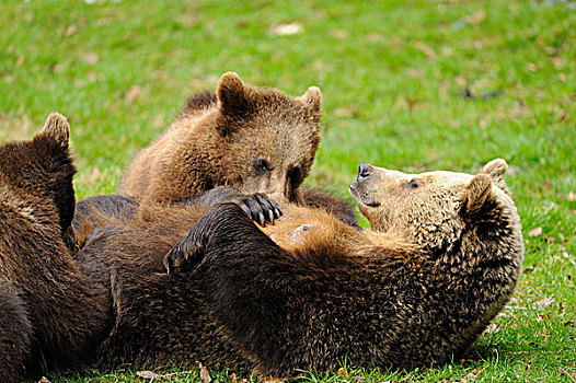 棕熊,巴伐利亚森林国家公园,德国
