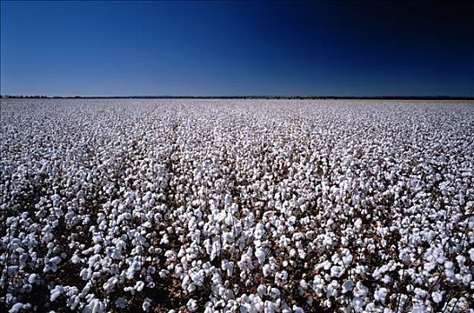 棉花,作物,就绪,丰收,澳大利亚