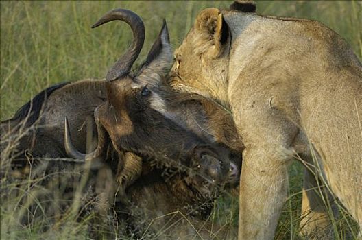狮子,猎捕,雌狮,杀戮,角马,咬,喉咙,西部,走廊,塞伦盖蒂,坦桑尼亚