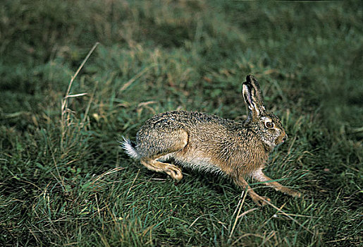 欧洲,棕兔,欧洲野兔,成年,跑,法国