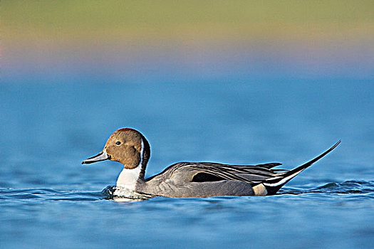雄性,北方,尖尾鸭,不列颠哥伦比亚省,加拿大