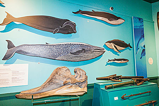 英格兰,东约克郡,海事博物馆,展示,鲸,骨骼,捕鲸,物品