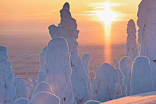 日落,冰,树林,国家公园,拉普兰,芬兰