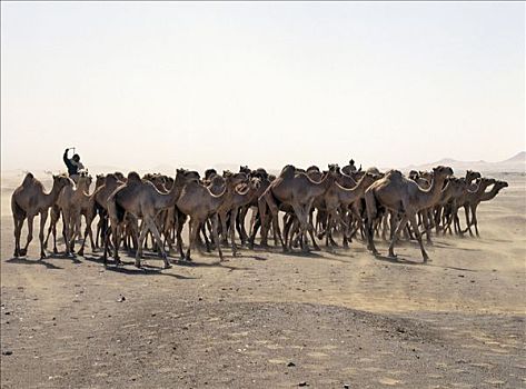 骆驼,交易,沙暴,东南部,边缘,北方,利比亚沙漠,形态,局部,撒哈拉沙漠,买,西部,苏丹