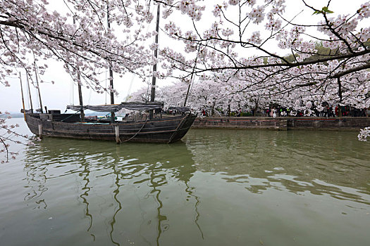 鼋头渚,无锡,旅游,景点,樱花,拱桥,长春桥,春天,湖水,太湖,建筑,树木,亮化,夜景,美丽,仙境