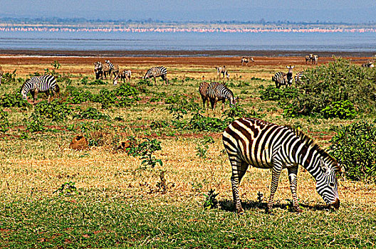牧群,斑马,放牧,土地,国家公园,坦桑尼亚