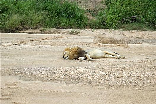 狮子,睡觉,树林,禁猎区,克鲁格国家公园,林波波河,南非