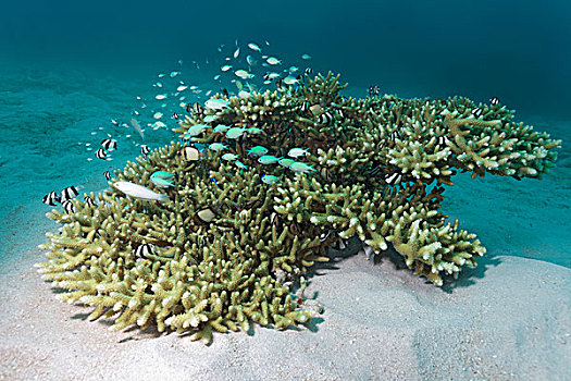 小,桌面珊瑚,珊瑚,多样,鱼,大堡礁,昆士兰,太平洋,澳大利亚,大洋洲