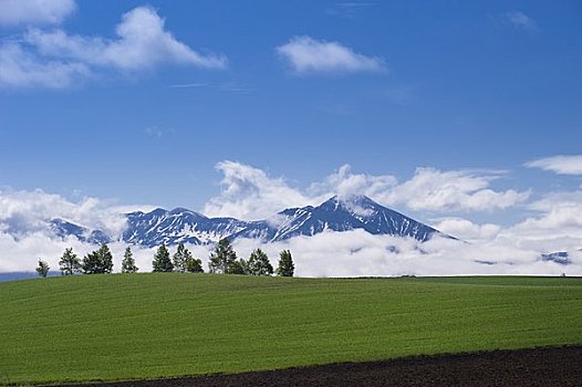 茂密,山,十胜岳山