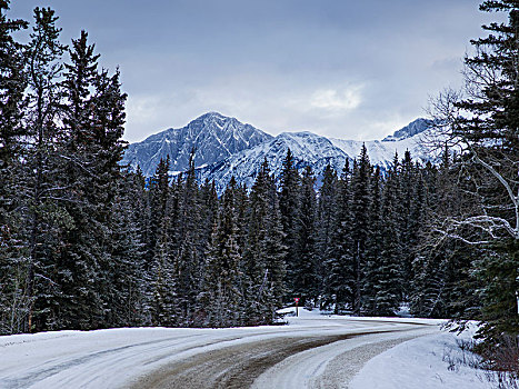 树,积雪,山脉,背景,公路,碧玉国家公园,艾伯塔省,加拿大