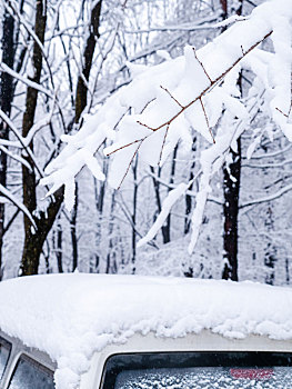 冬天的雪,唯美的雪,雪压枝头,雾凇