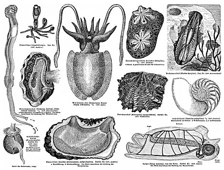 历史,软体动物,被囊动物,尾索动物亚门,19世纪