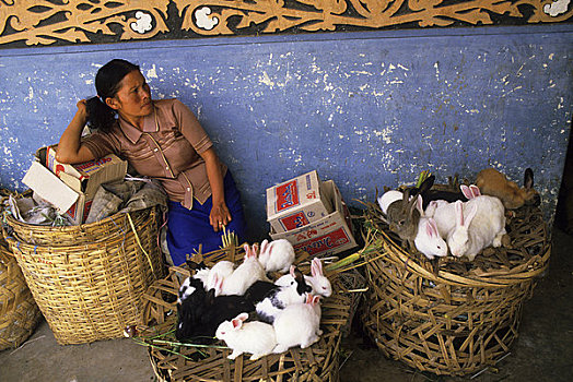 亚洲,印度尼西亚,苏门答腊岛,市场一景,女人,销售,兔子