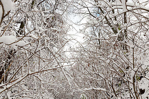树,遮盖,雪