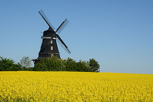 风车,油菜地,瑞典,欧洲