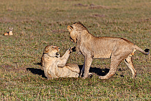 狮子,雌狮,争斗,马赛马拉国家保护区,肯尼亚,东非,非洲