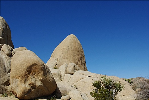 石头,丝兰,蓝天,约书亚树国家公园,加利福尼亚