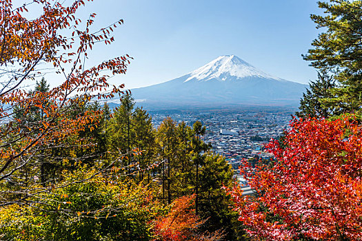 山,富士山,枫树,秋季