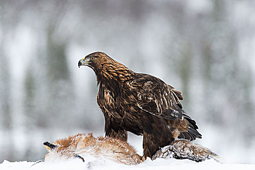 金鹰,狐狸,捕食,雪中,挪威,斯堪的纳维亚,欧洲