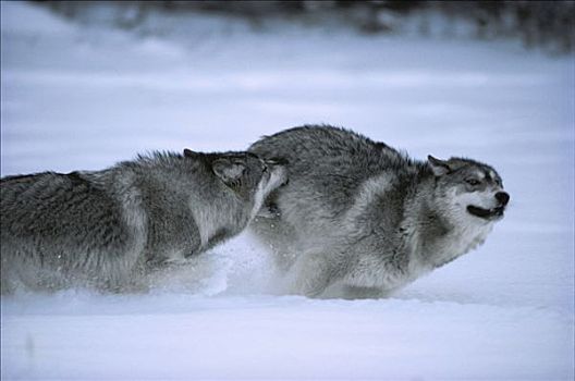 大灰狼,狼,一对,玩,雪中,明尼苏达