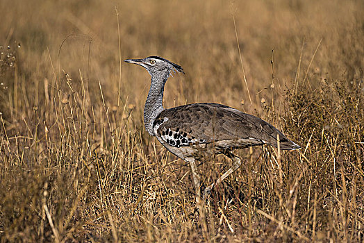 灰颈鹭鸨,干草,飞,鸟,非洲,乔贝国家公园,博茨瓦纳
