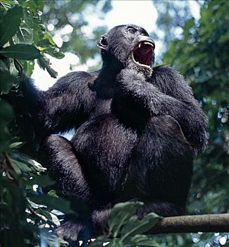 成年,黑猩猩,通话,树林,遥远,凸出,东方,岸边,坦噶尼喀湖,上升,脚,山坡,遮盖,雨林,展示,靠近,亲近