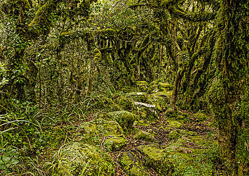 远足,雨林,山,塔拉纳基,艾格蒙特国家公园,北岛,新西兰