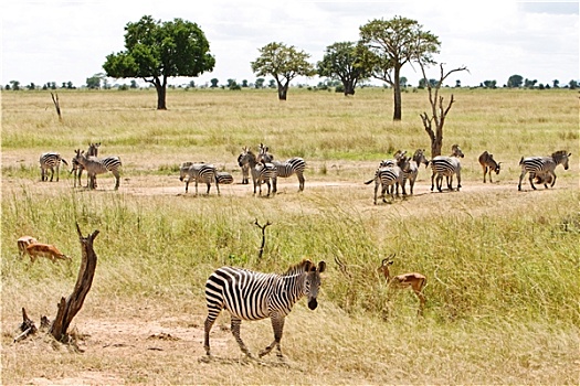 斑马,草原,坦桑尼亚
