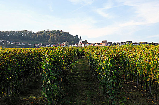 葡萄,丰收,2009年,巴登符腾堡,德国,欧洲