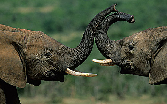 非洲象,问候,阿多大象国家公园,南非,非洲