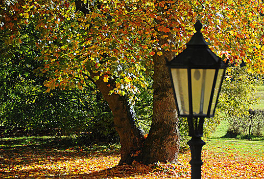 灯笼,正面,秋天,色彩,落叶树,石荷州,德国,欧洲