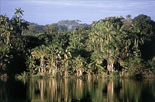 里奥内格罗,亚马逊雨林,亚马逊,巴西