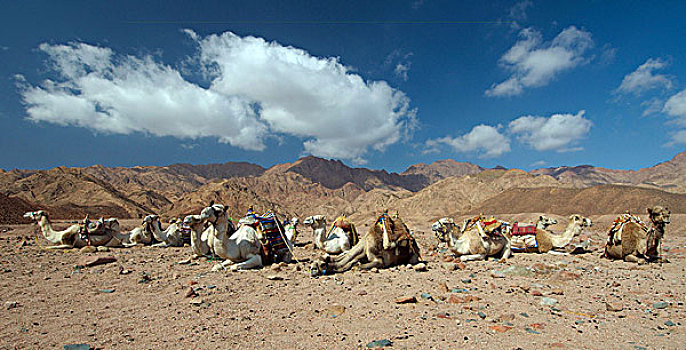 阿拉伯骆驼,单峰骆驼,红海,埃及,非洲