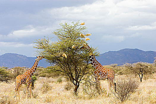 肯尼亚,两个,长颈鹿,吃,叶子,树