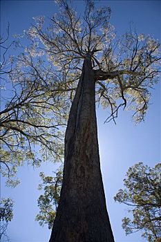 巨大,橡胶树,塔斯马尼亚,生长,上方,100米,最高,硬木,树,世界