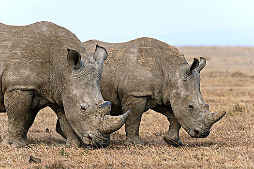 白犀牛,白犀,自然保护区,肯尼亚,非洲