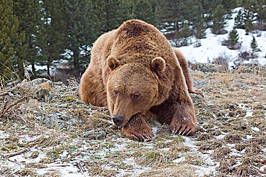 大灰熊,棕熊,成年,休息,迎面,爪子,雪中,俘获,蒙大拿,美国