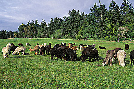 羊驼,农场,岛屿,华盛顿,加拿大