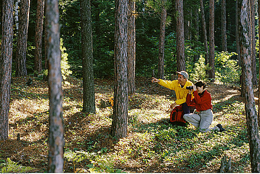 伴侣,观鸟,阿尔冈金公园,安大略省,加拿大