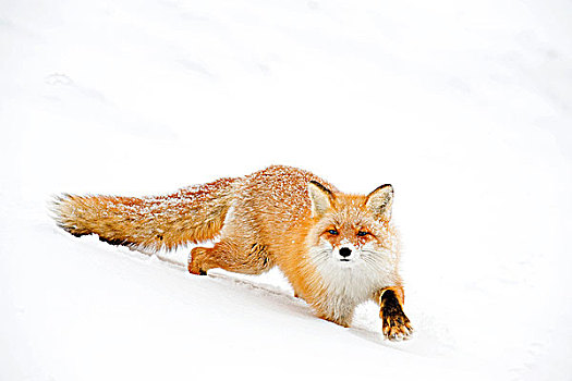 北海道,红狐,日本