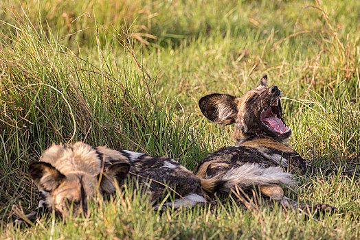 非洲野狗,国家公园,细条,纳米比亚,非洲