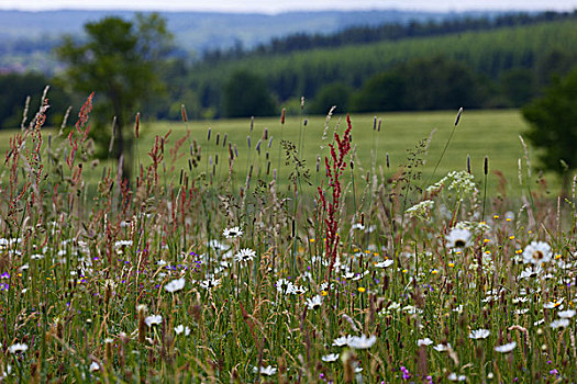 野花,草地,绿色,春天,关注,哈尔茨山,萨克森安哈尔特,德国