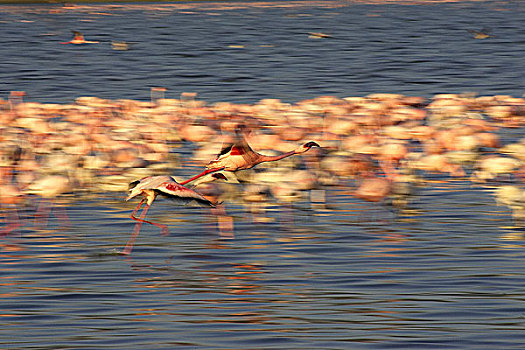 小红鹳,生物群,纳库鲁湖,肯尼亚